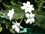 שמן למפיץ ריח- בלאק יסמין black jasmin 2